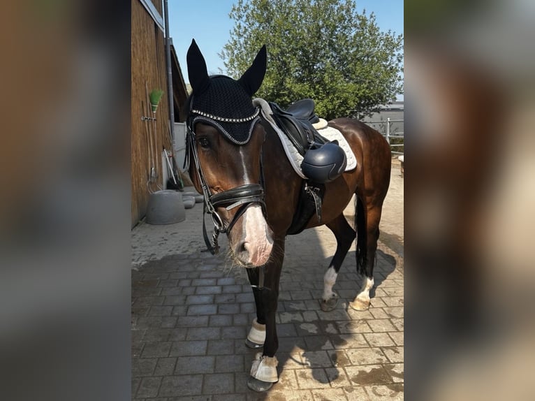 KWPN Stute 16 Jahre 160 cm Brauner in Goldbach