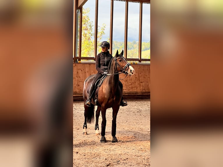 KWPN Stute 16 Jahre 160 cm Brauner in Goldbach