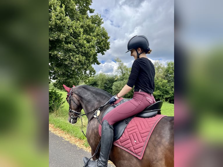 KWPN Stute 16 Jahre 160 cm Brauner in Goldbach