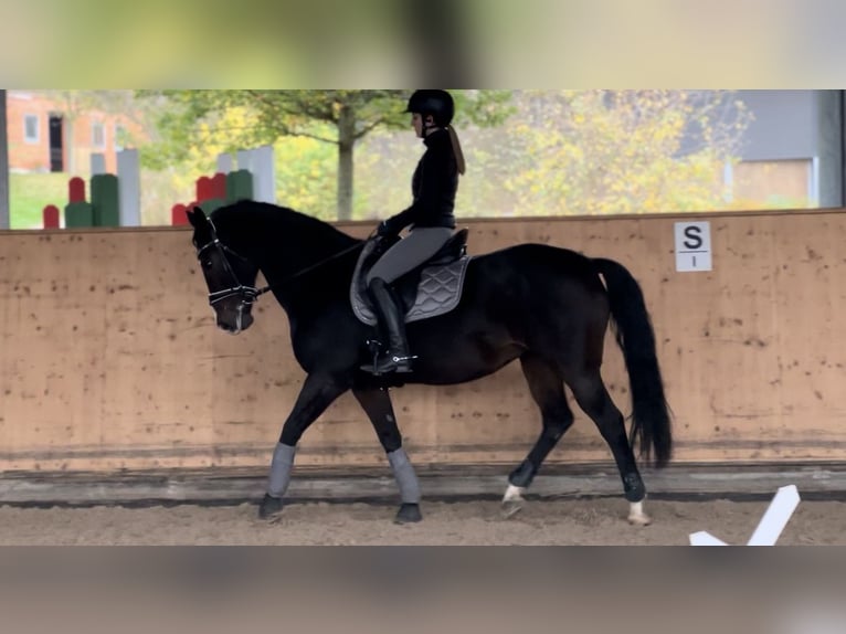 KWPN Stute 16 Jahre 160 cm Brauner in Goldbach