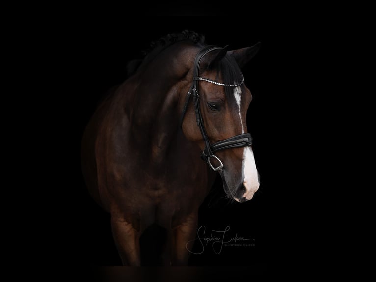 KWPN Stute 16 Jahre 160 cm Brauner in Goldbach