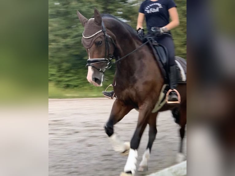 KWPN Stute 16 Jahre 160 cm Brauner in Goldbach