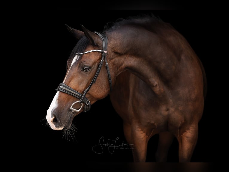 KWPN Stute 16 Jahre 160 cm Brauner in Goldbach