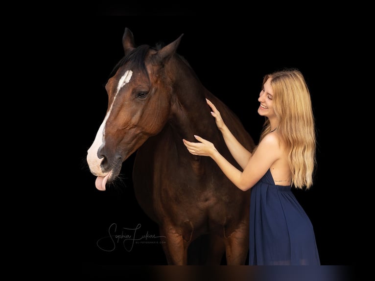 KWPN Stute 16 Jahre 160 cm Brauner in Goldbach