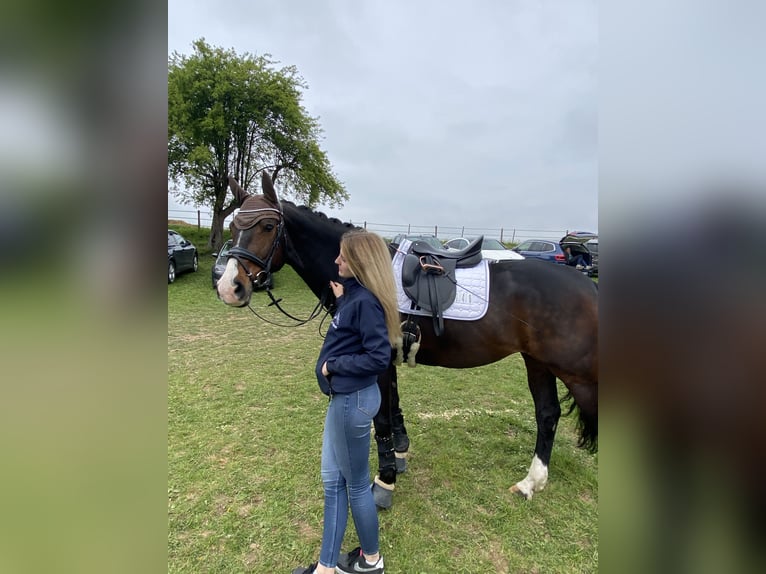 KWPN Stute 16 Jahre 160 cm Brauner in Goldbach