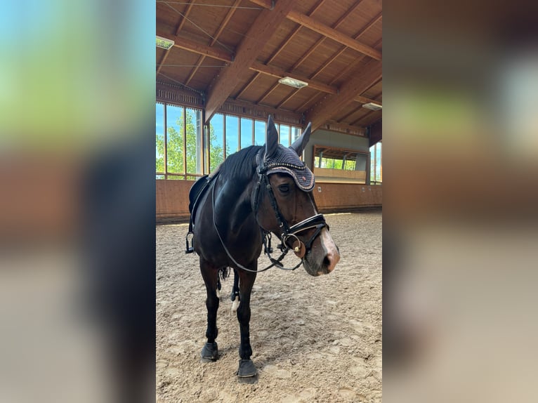 KWPN Stute 16 Jahre 160 cm Brauner in Goldbach