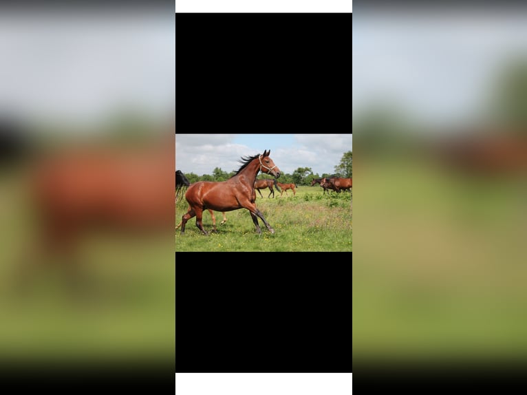 KWPN Stute 16 Jahre 162 cm Brauner in Kalmthout