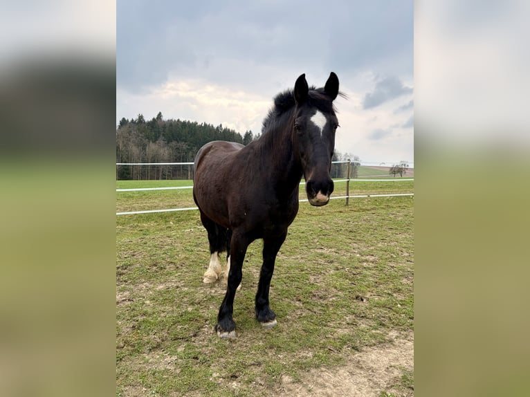 KWPN Mix Stute 16 Jahre 162 cm Dunkelbrauner in Waldneukirchen