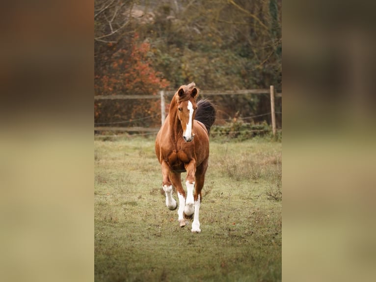 KWPN Stute 16 Jahre 162 cm Fuchs in Bretten