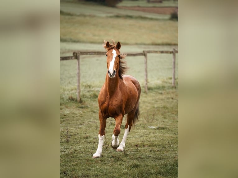 KWPN Stute 16 Jahre 162 cm Fuchs in Bretten