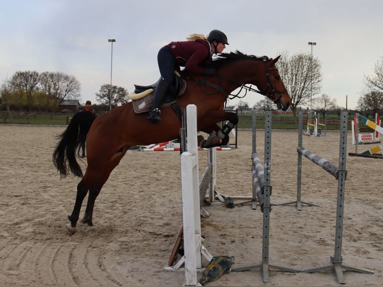 KWPN Stute 16 Jahre 163 cm Brauner in Moers