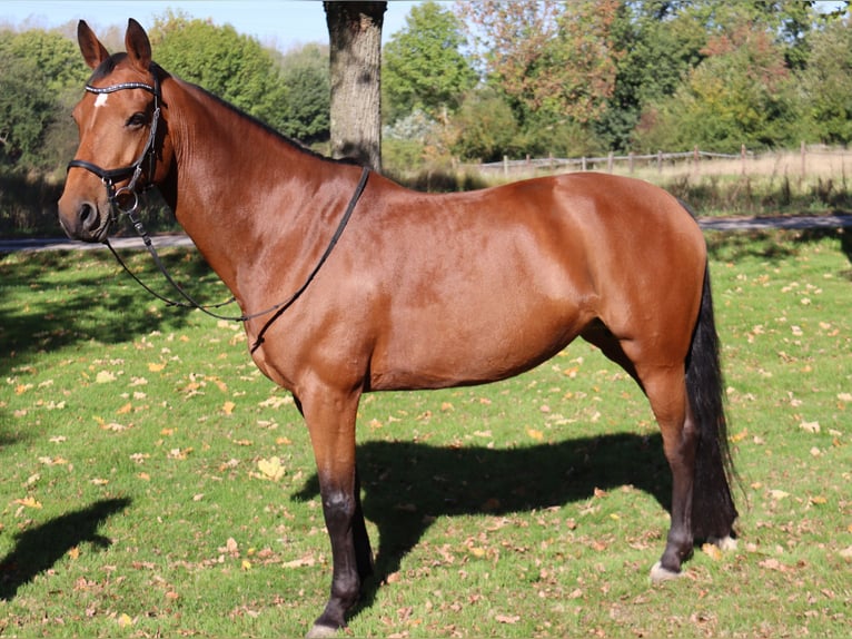 KWPN Stute 16 Jahre 163 cm Brauner in Moers