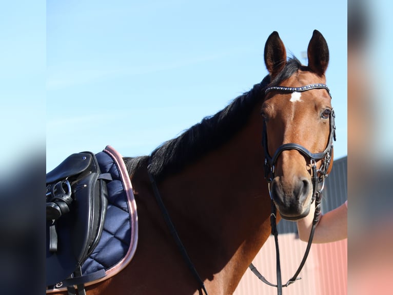 KWPN Stute 16 Jahre 163 cm Brauner in Moers