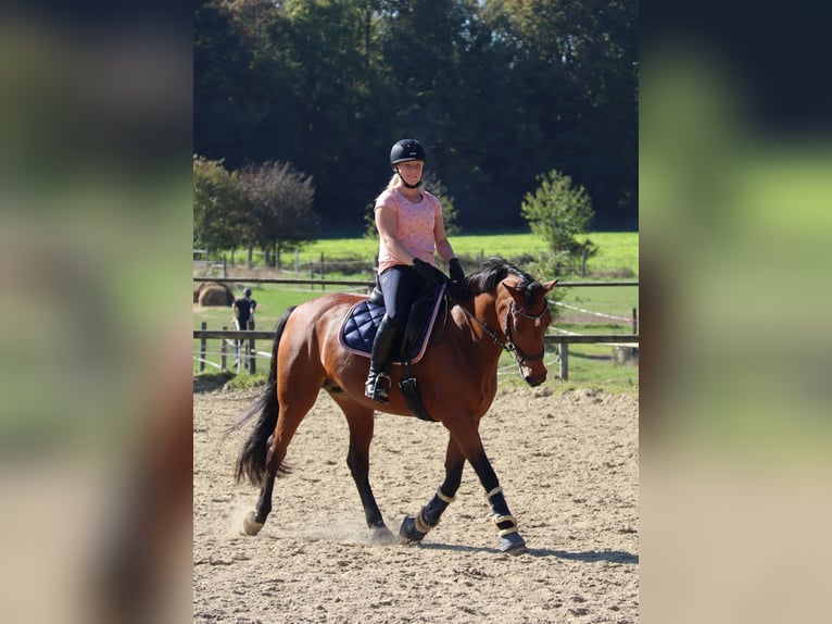 KWPN Stute 16 Jahre 163 cm Brauner in Moers