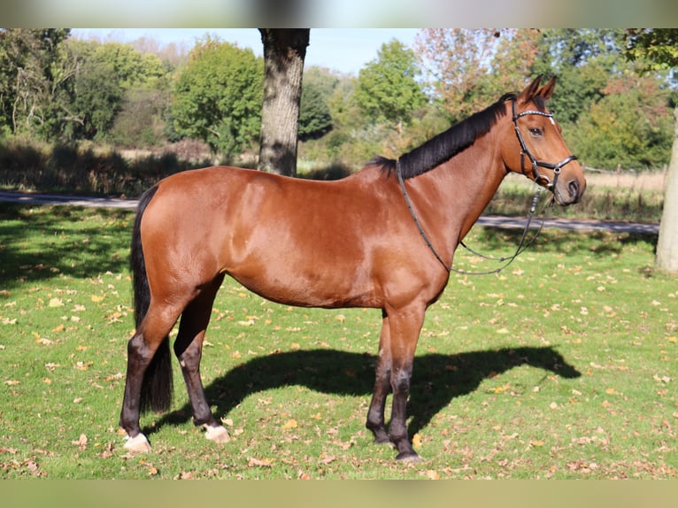 KWPN Stute 16 Jahre 163 cm Brauner in Moers