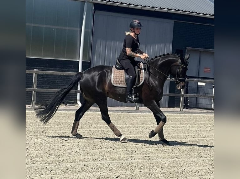 KWPN Stute 16 Jahre 163 cm  in Nettetal