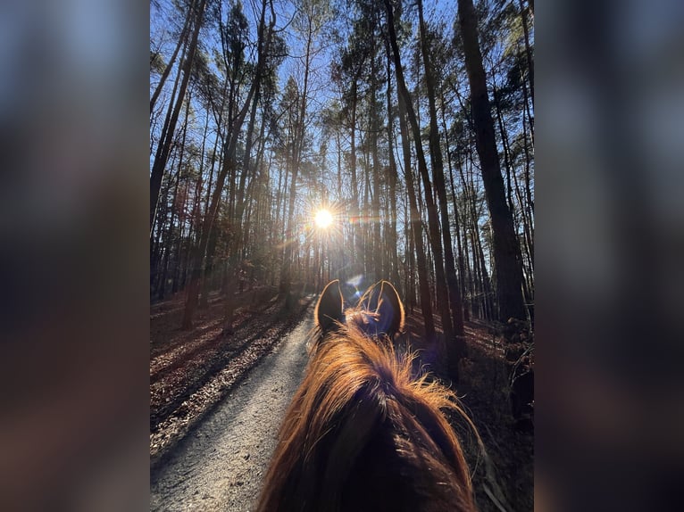 KWPN Stute 16 Jahre 163 cm Fuchs in Gleisdorf