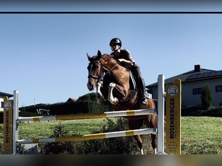 KWPN Stute 16 Jahre 163 cm Fuchs in Gleisdorf