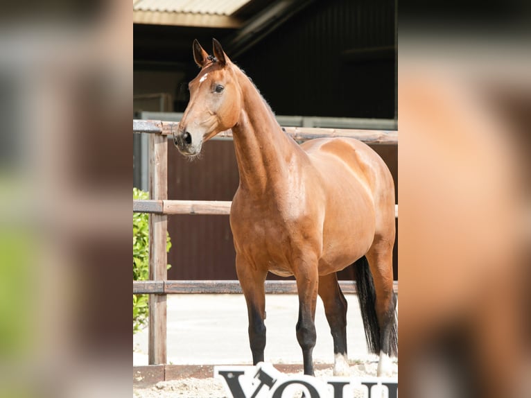 KWPN Stute 16 Jahre 164 cm Brauner in Waddinxveen