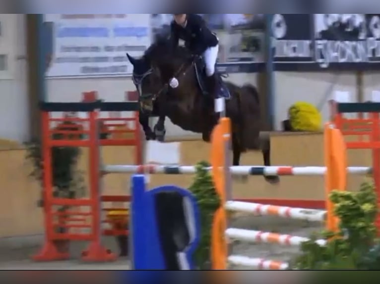 KWPN Stute 16 Jahre 165 cm Brauner in Verl