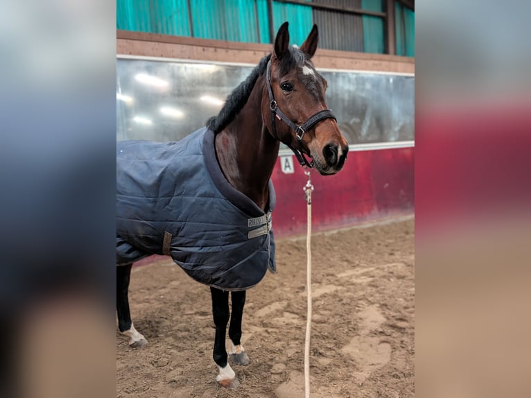 KWPN Stute 16 Jahre 165 cm Dunkelbrauner in Elst