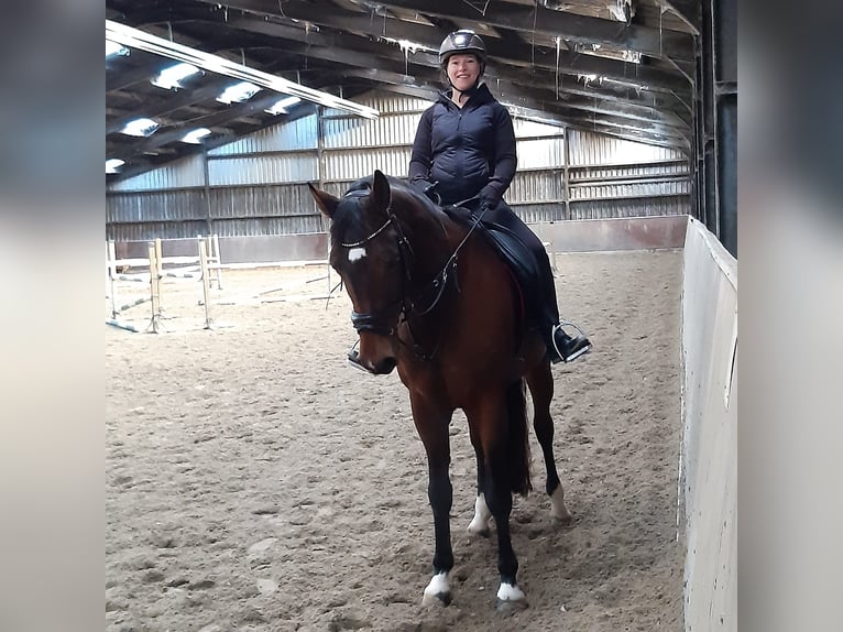 KWPN Stute 16 Jahre 165 cm Dunkelbrauner in Elst