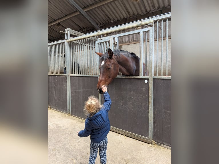 KWPN Stute 16 Jahre 165 cm Dunkelbrauner in Elst