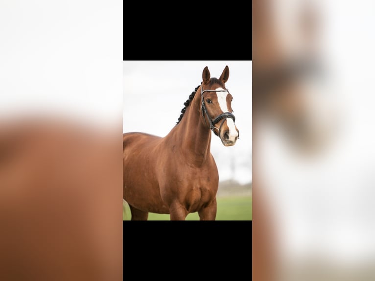 KWPN Stute 16 Jahre 165 cm Dunkelfuchs in Selfkant