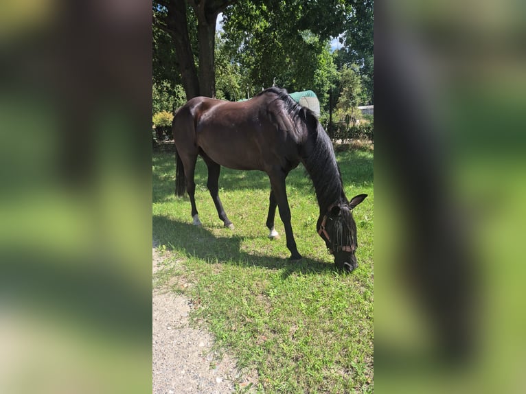 KWPN Stute 16 Jahre 165 cm Rappe in Zonhoven