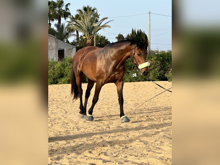 KWPN Mix Stute 16 Jahre 168 cm Brauner in Valverde Bajo
