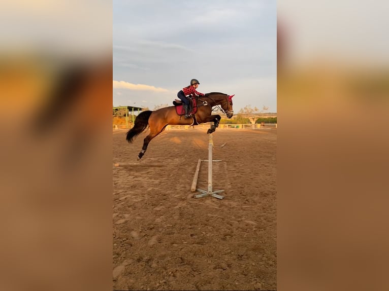 KWPN Mix Stute 16 Jahre 168 cm Brauner in Valverde Bajo