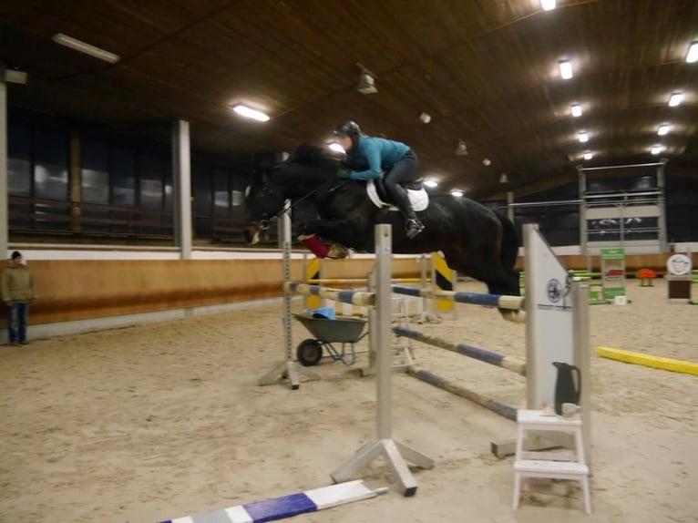 KWPN Stute 16 Jahre 168 cm Dunkelbrauner in Bissingen/ Zoltingen