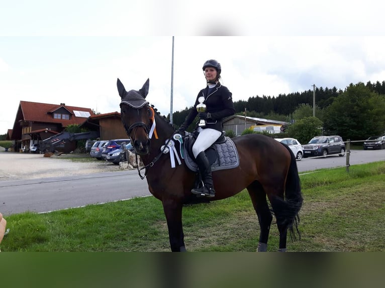 KWPN Stute 16 Jahre 168 cm Dunkelbrauner in Bissingen/ Zoltingen