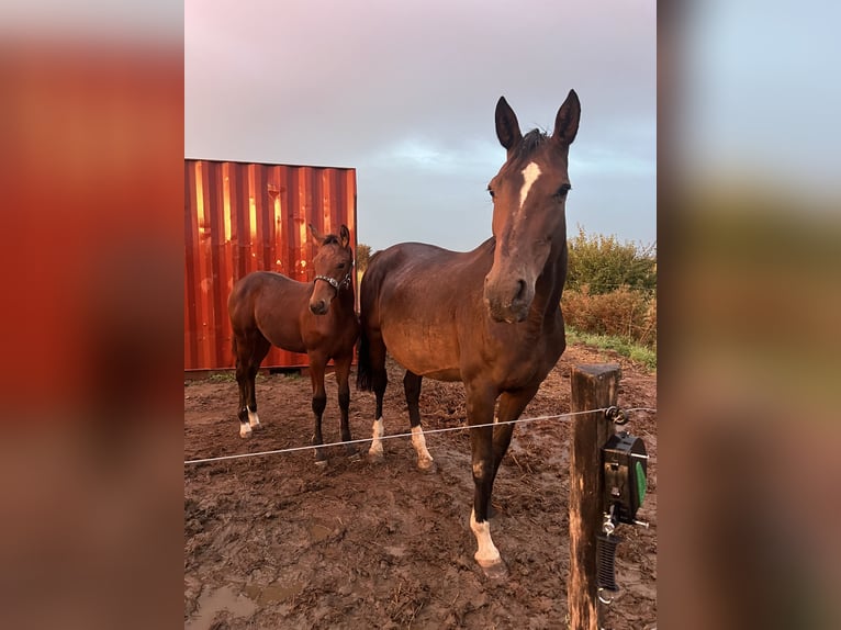 KWPN Stute 16 Jahre 168 cm Schwarzbrauner in Fexhe-le-Haut-Clocher