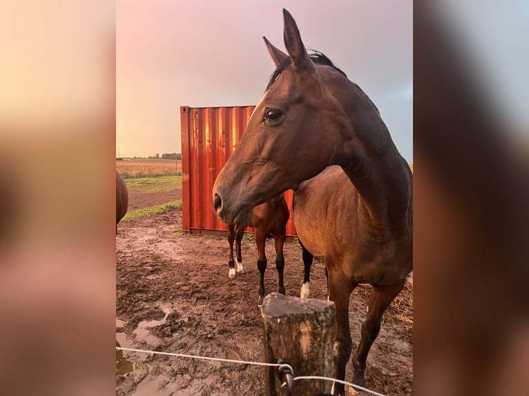 KWPN Stute 16 Jahre 168 cm Schwarzbrauner in Fexhe-le-Haut-Clocher