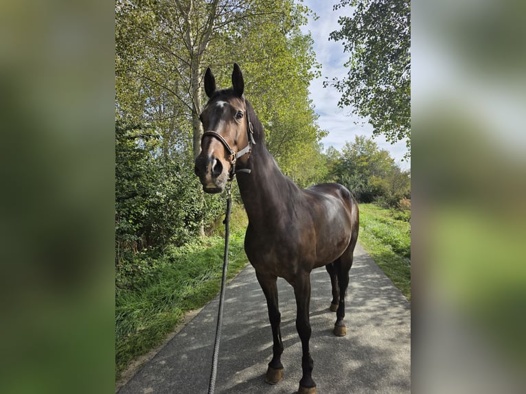 KWPN Stute 16 Jahre 170 cm Brauner in Nieuwdorp