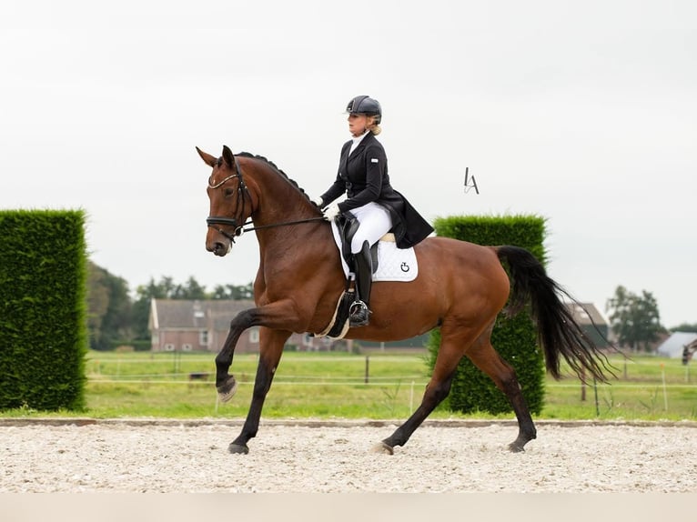 KWPN Stute 16 Jahre 173 cm Brauner in Heiloo