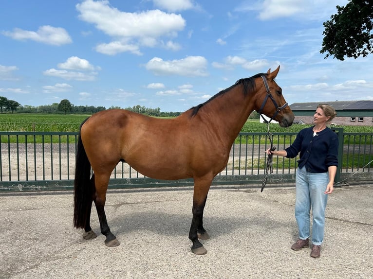 KWPN Stute 16 Jahre 174 cm Brauner in Venray