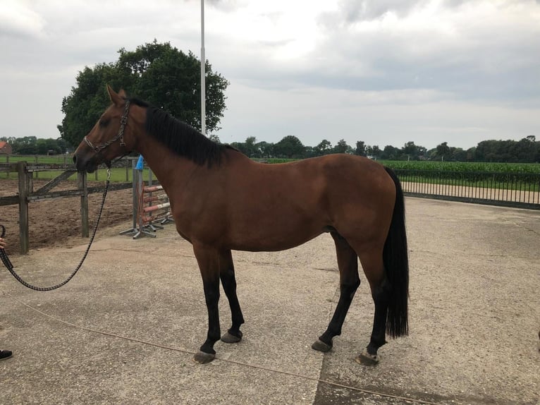 KWPN Stute 16 Jahre 174 cm Brauner in Venray