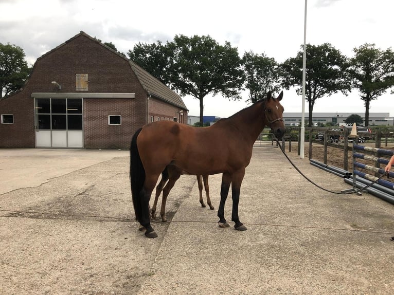 KWPN Stute 16 Jahre 174 cm Brauner in Venray