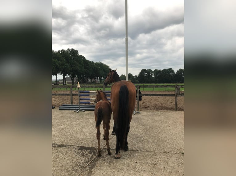 KWPN Stute 16 Jahre 174 cm Brauner in Venray