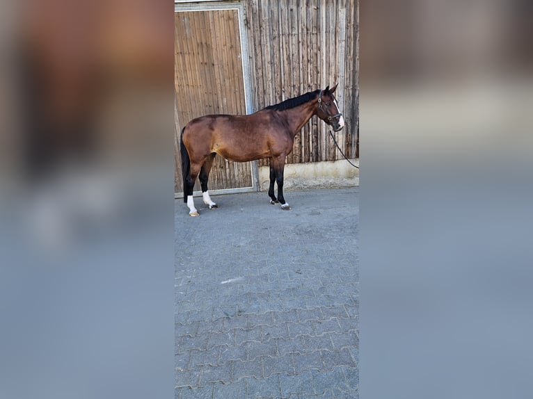 KWPN Stute 16 Jahre 175 cm Brauner in Pforzheim