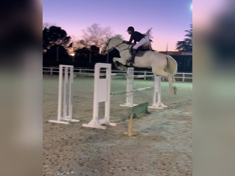 KWPN Stute 16 Jahre 179 cm Schimmel in Las Rozas De Madrid