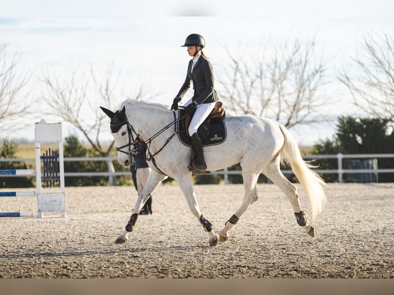 KWPN Stute 16 Jahre 179 cm Schimmel in Las Rozas De Madrid