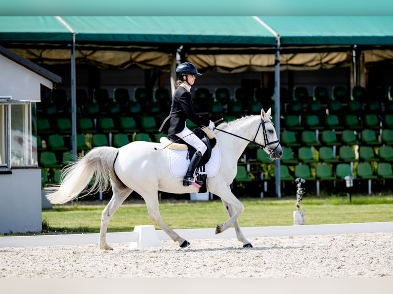 KWPN Stute 17 Jahre 140 cm Schimmel in Żarki Letnisko