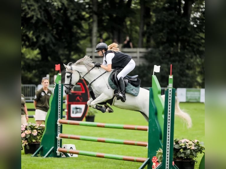 KWPN Stute 17 Jahre 140 cm Schimmel in Żarki Letnisko