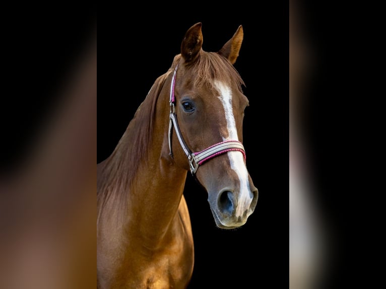 KWPN Mix Stute 17 Jahre 155 cm Fuchs in Seeheim-Jugenheim, Ober-Beerbach