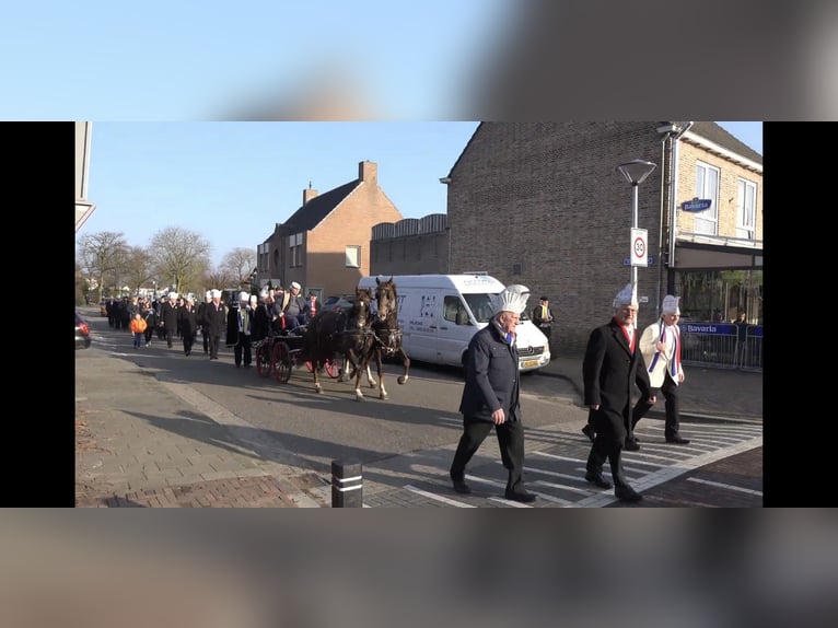 KWPN Stute 17 Jahre 158 cm Fuchs in Asten