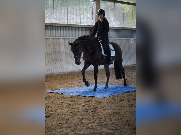 KWPN Stute 17 Jahre 160 cm Dunkelbrauner in Nettersheim