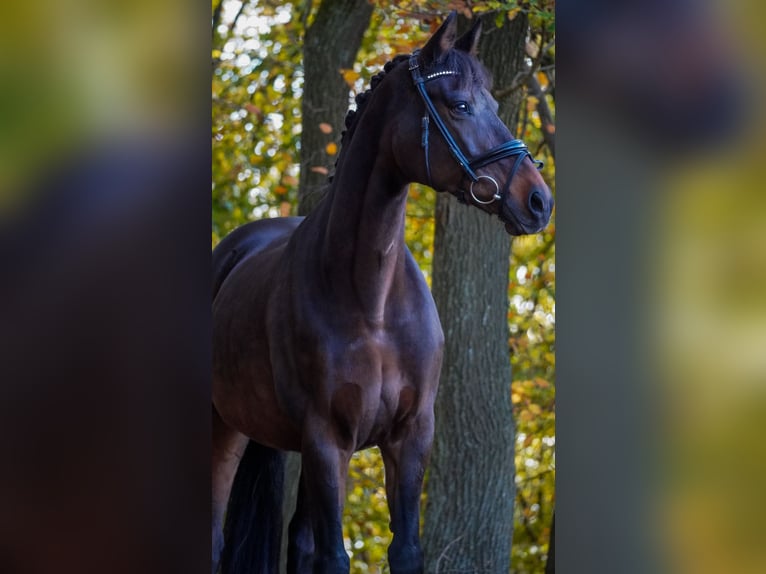 KWPN Stute 17 Jahre 160 cm Dunkelbrauner in Nettersheim